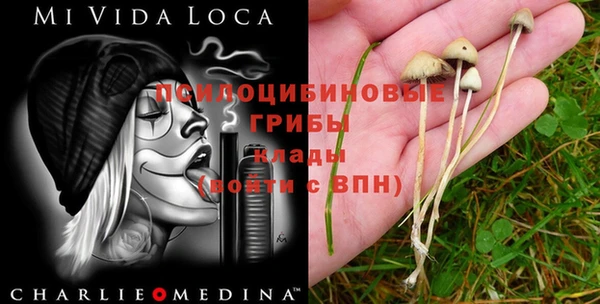 прущие грибы Дмитров