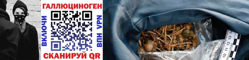 Купить закладки  Новозыбков  Галлюциногенные грибы Psilocybe 